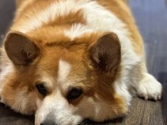 -肥朵食堂(带梦胡同店)