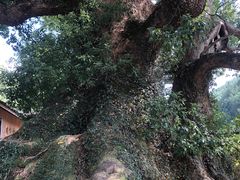 -杨家堂村