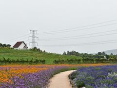 -紫颐香薰山谷景区