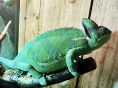 -上海大自然野生昆虫馆