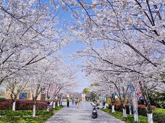 -高东镇樱花园