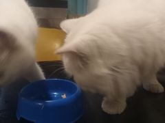 -猫小院猫主题咖啡厅(北锣店)