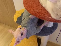 -猫腻·猫咖·撸猫馆(星光大道店)