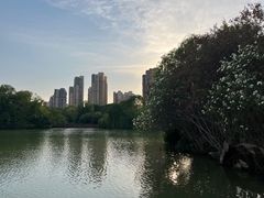 -青枫公园