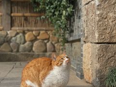 -龙华寺