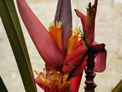 -北京植物园-展览温室