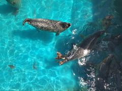 -秦皇岛乐岛海洋王国