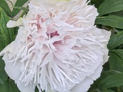 -洛阳市隋唐城遗址植物园