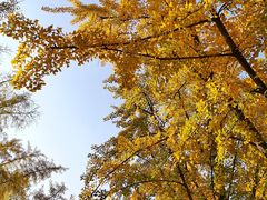 -三里屯东五街银杏大道