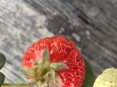 -喜杨洋草莓采摘园