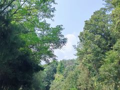 -素山寺森林公园