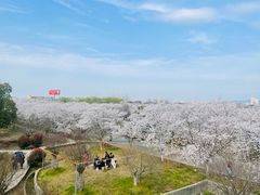 -天王浮山樱花园