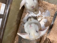 -上海大自然野生昆虫馆(东方明珠·爬宠昆虫探索中心)