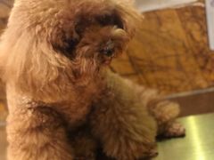 -more than meow吴止猫主题餐厅(承德 中船汇店)