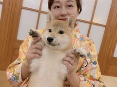 -豆柴町-柴犬主题狗咖(红鼎国际C座店)