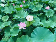 -荷塘月色湿地公园·向阳花洲