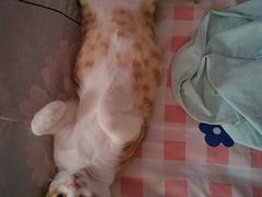 -中农国际动物医院24小时·猫科·骨科·急重症中心