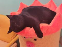 -猫在这儿猫咪咖啡馆·撸猫馆