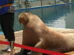 -北戴河圣蓝海洋公园