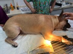 -派特宠物医院(圆融广场店)