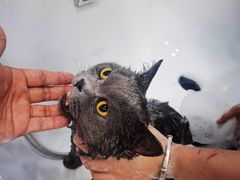 -爱洗澡的猫(天河路店)