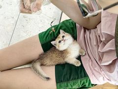 -飞行喵MR PILOT|猫舍·猫咖(静安大融城店)