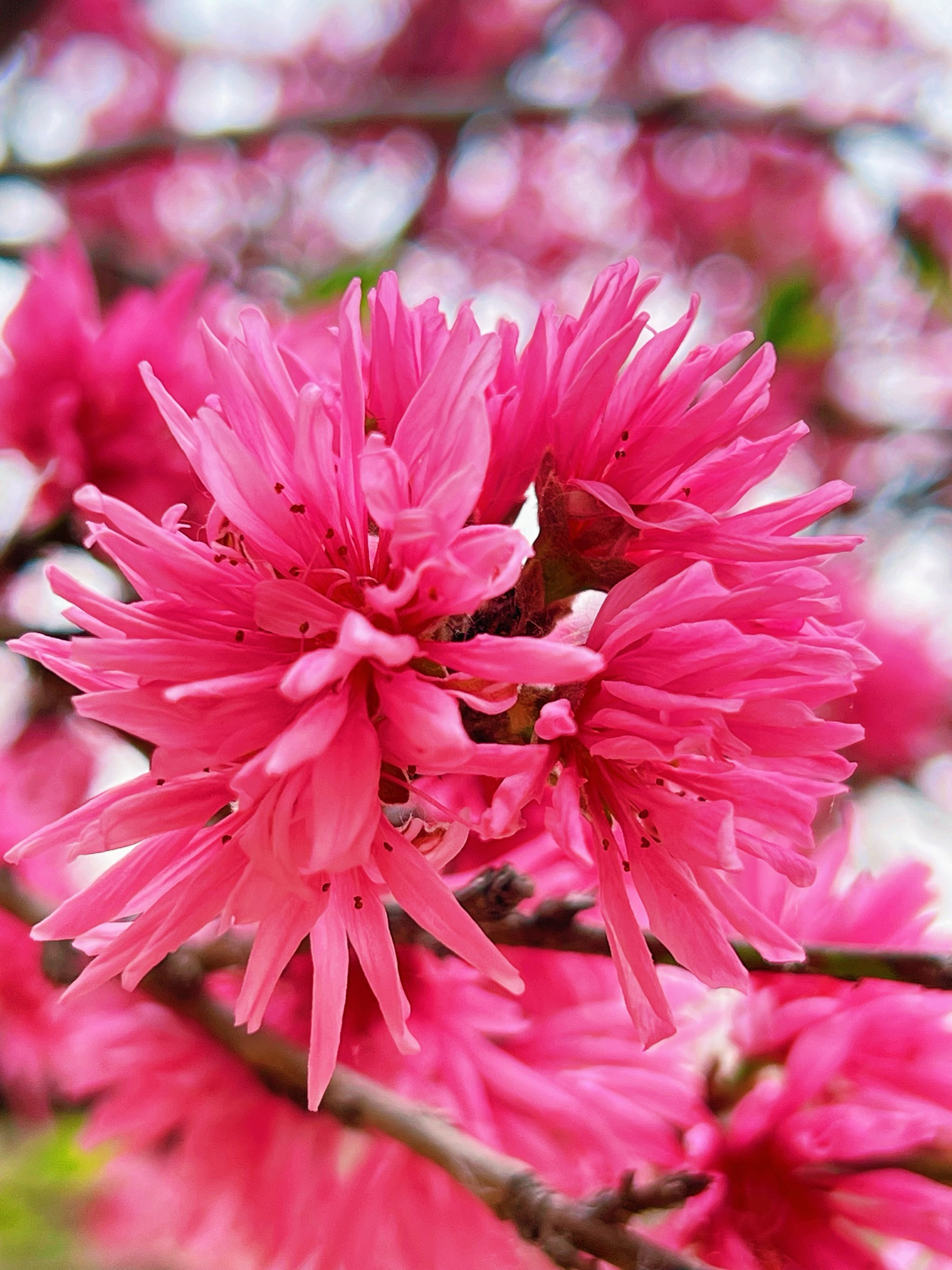 菊花桃简介图片