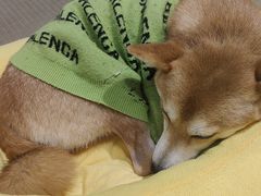 -逗柴咖啡屋·狗咖猫咖宠物桌游