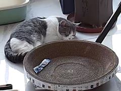 -瑞派·爱瑞可动物医院·口腔专科(广华新城分院)