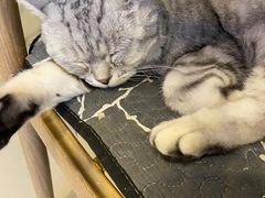 -平行世界·猫咖(首经贸店)
