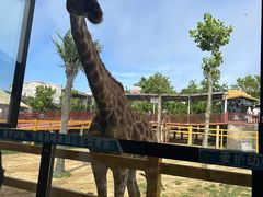 -西霞口神雕山野生动物世界