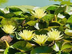 -国家植物园南园