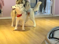 -Husky Go! 哈士奇体验馆·宠物咖啡厅狗咖
