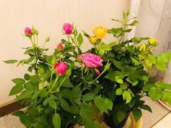 -金陵花卉交易市场