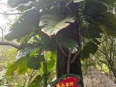 -呀诺达热带雨林