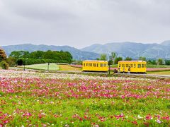 -径山花海