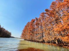 -上海海湾国家森林公园