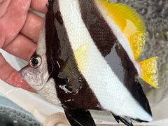 -小猫钓鱼海钓俱乐部(椰梦长廊店)