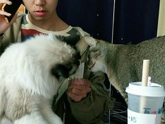 -喵屿·大理花园猫咖