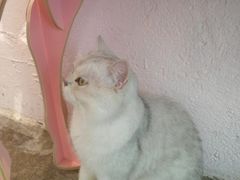 -喵屿·大理花园猫咖