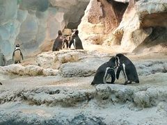 -帝企鹅自助餐厅•儿童岛•真企鹅(长隆企鹅酒店)