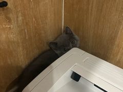 -瑞派名望24h动物医院异宠专科·猫专科·骨科·重症监护分院