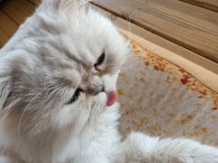 -猫的茶·猫咖