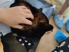 -南京Hallo宠物乐园·哈罗犬舍·柴犬繁育基地