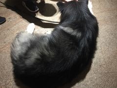 -more than meow吴止猫主题餐厅(承德 中船汇店)