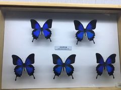 -青藏高原自然博物馆