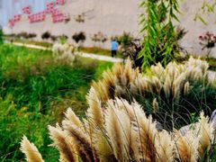 -洛阳市隋唐城遗址植物园