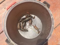 -同銮特种养殖场·龙虾垂钓