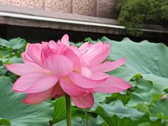 -陈家山荷花公园