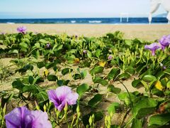 -采悦轩中餐厅·粤菜·海南菜(神州半岛喜来登度假酒店)